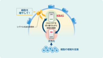 KRASの働き