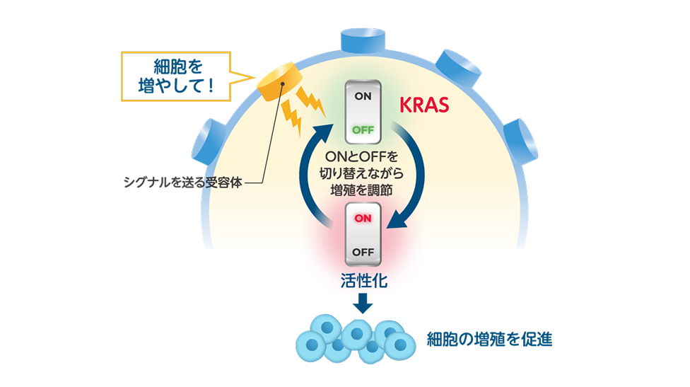 KRASの働き イメージ図